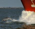 κολύμπι με δελφίνια και άλμα μπροστά από ένα σκάφος